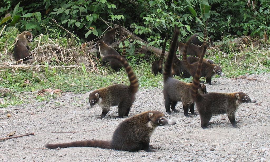 Cerro Chato Ecolodge La Fortuna 외부 사진