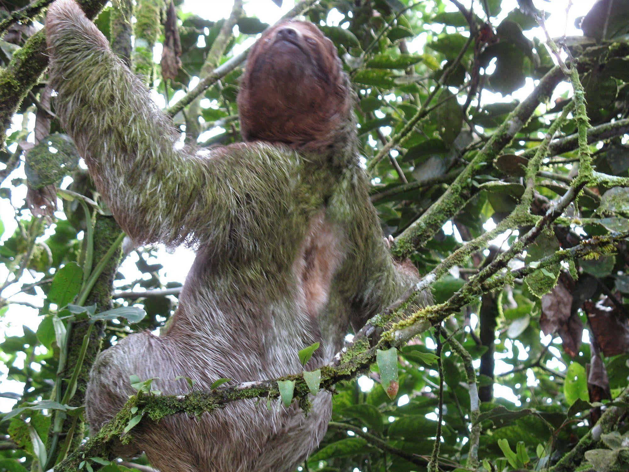 Cerro Chato Ecolodge La Fortuna 외부 사진