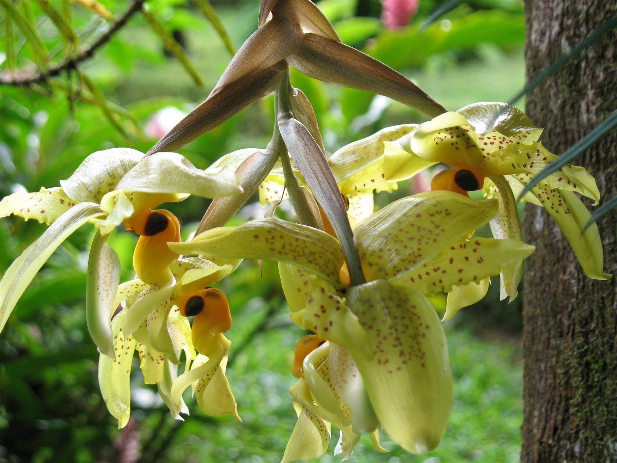 Cerro Chato Ecolodge La Fortuna 외부 사진